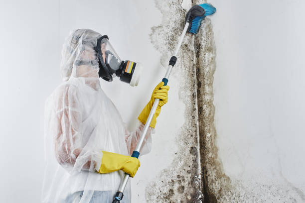 Best Same-Day Mold Removal  in Lincroft, NJ
