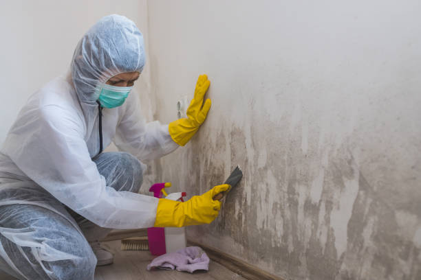 Best Mold Cleaning Services  in Lincroft, NJ