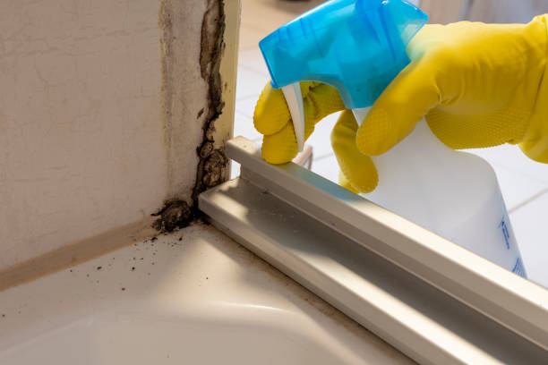 Best Mold Damage Repair  in Lincroft, NJ