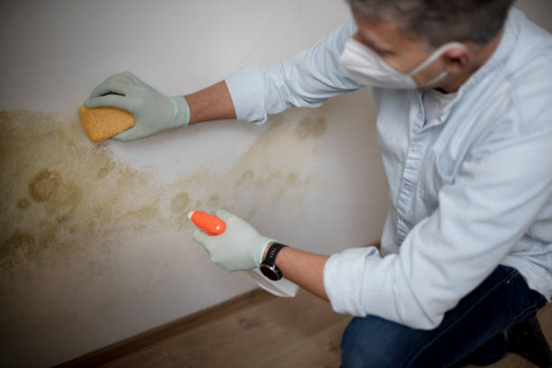 Best Mold Removal Company Near Me  in Lincroft, NJ