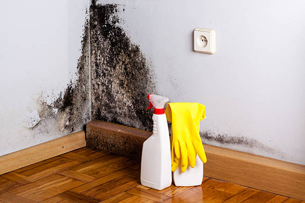 Best Mold Removal Process  in Lincroft, NJ