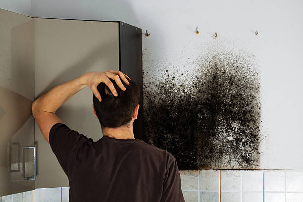 Best Home Mold Removal  in Lincroft, NJ